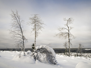 Winter  landscape. Snowy fields and trees.