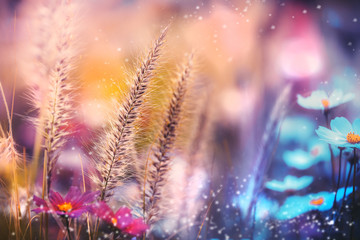 Fantasy flower backgrounds