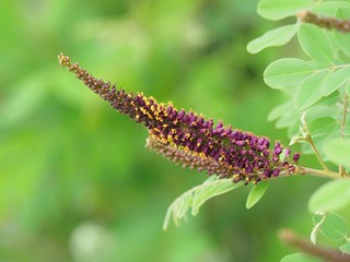 Amorpha fruticosa flowers, known as desert false indigo, false indigo-bush, and bastard indigobush