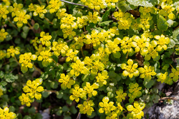 Fototapeta premium First spring grass in the wood. Primroses. Spring season