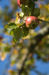 pommes fruit panier alimentation vitamines