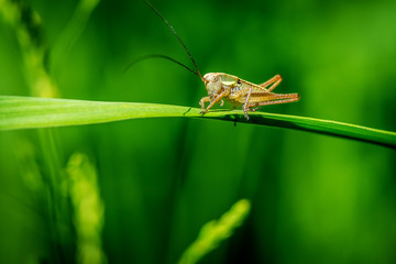 Little Ensifera on grass