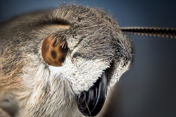 Head of moth macro © stockfotocz