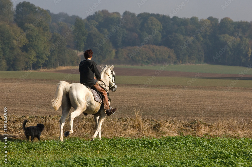 Sticker chevaux cheval cavalier equitation