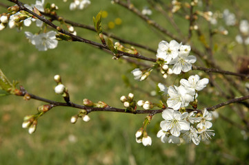 arbre fruitier pommiers fleurs printemps