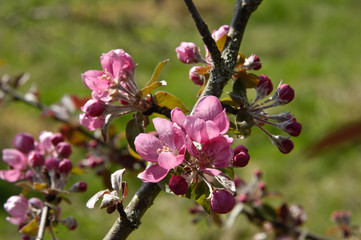 arbre fruitier pommiers fleurs printemps