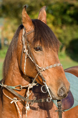 chevaux cheval cavalier equitation
