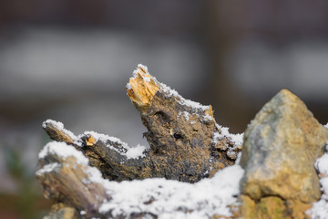 A root of wood in the snow with soft bokeh