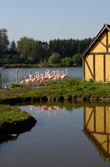 Obraz premium flamands rose oiseaux nature animaux