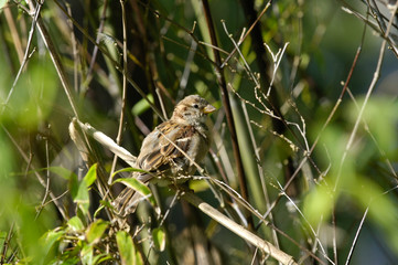 animaux oiseau faune moineaux arbre nature