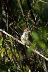 animaux oiseau faune moineaux arbre nature