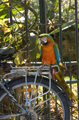 Obraz premium perroquet ara velo oiseau couleur