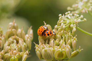 Two little ladybugs on a plant
