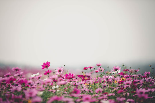 Cosmos flowers background in vintage style