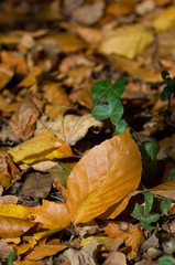 feuille nature automne arbre