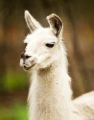 Obraz premium Lone Domestic Llama Farm Livestock Animals Alaska