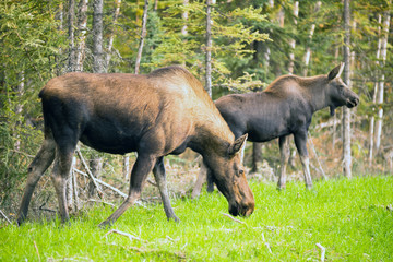 Female Moose Cow Calf Feeding On Grass Alaska Wilderness