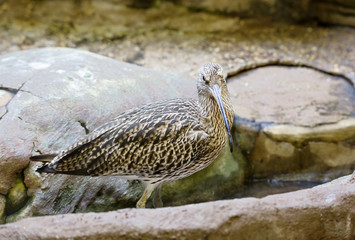 Птица Большой кроншнеп Eurasian curlew