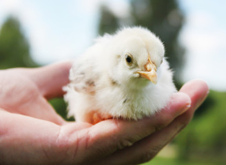Hands Holding a Baby Chick