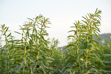 Sesame on tree in plant