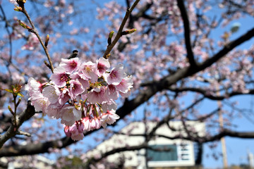 ソメイヨシノ ピンクの花アップ