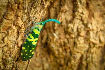 Pheasant insects on the tree.
