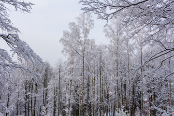 Fir trees covered with snow on a winter mountain