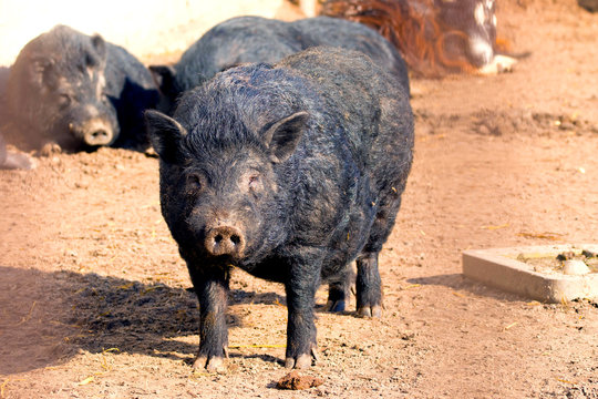 animal adult pig of blackcolors.
