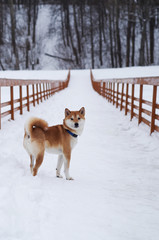 shiba inu dog on the snow