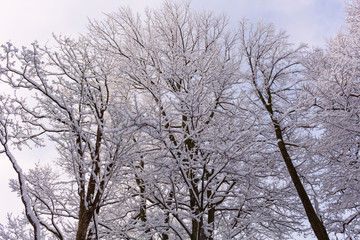 Fototapeta premium Snow on the tree branches. Winter View of trees covered with snow. The severity of the branches under the snow.