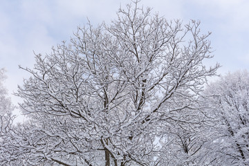 Snow on the tree branches. Winter View of trees covered with snow. The severity of the branches under the snow.