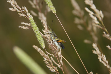 Insect Grasshopper sitting on a wheat  ear, green background, blurred, greenish brown
