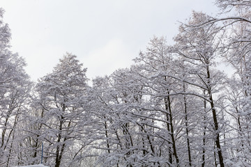 Snow on the tree branches. Winter View of trees covered with snow. The severity of the branches under the snow.