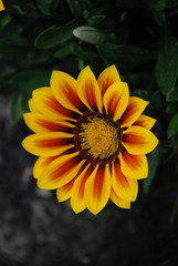 yellow daisy close-up