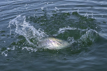 Naklejka premium Trout salmon fish with splashing in water. Area fishing background