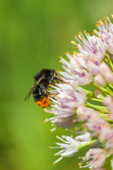 bee