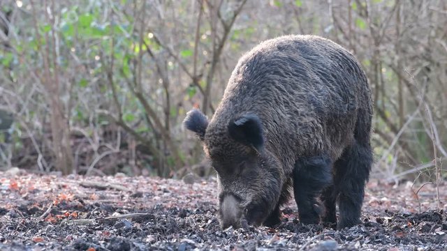 Wildschwein Keiler auf Futtersuche im Wald, Schwarzwild, Dezember, (Sus scrofa)