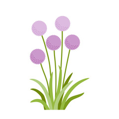 Flowering onion with green leaves, purple flowers - obrazy, fototapety, plakaty