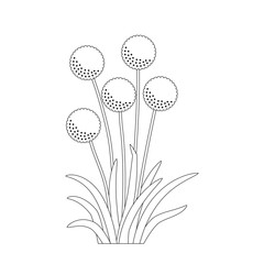 Flowering onion allium cepa black and white