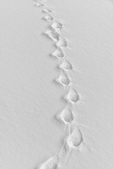 Le tracce della volpe sulla candida neve