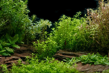 Aquarium plants decoration, aquatic fern and aquarium plant growth in aquarium tank.