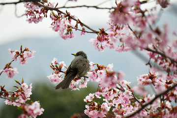 ヒヨドリと河津桜