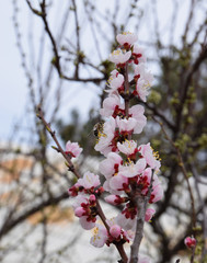Delicate, pink cherry blossoms on branches of trees and bushes in early spring