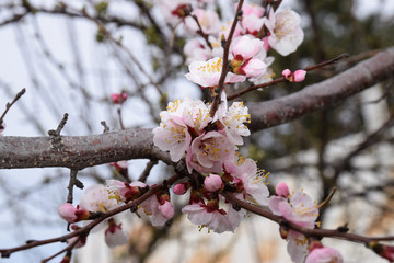 Delicate, pink cherry blossoms on branches of trees and bushes in early spring