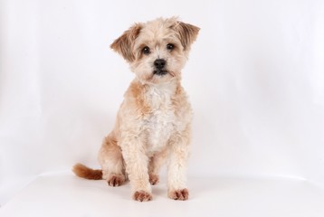 small brown mixed dog is sitting in the studio