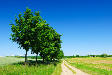 Tree Lined Dirt Road through Rural Landscape in Spring under Blue Sky