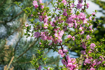 Delicate, pink cherry blossoms on branches of trees and bushes in early spring