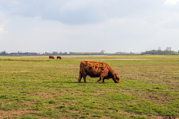 Grazing Highland cows in winter fur