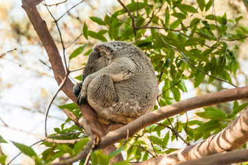sleeping Koala on a branch of eucalyptus tree in the Australian reserve