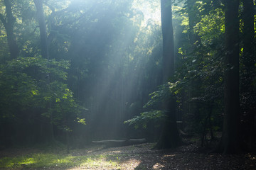 Obraz premium forest001